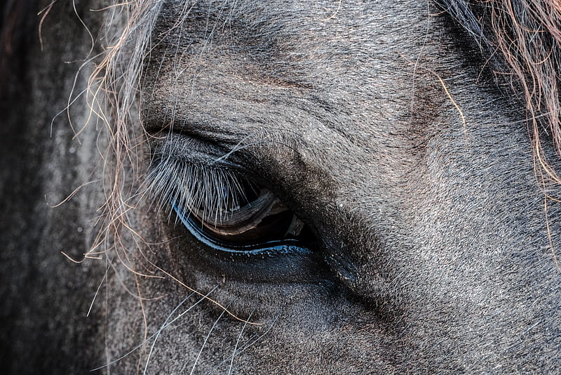 close-up of gray horse's eye, HD wallpaper
