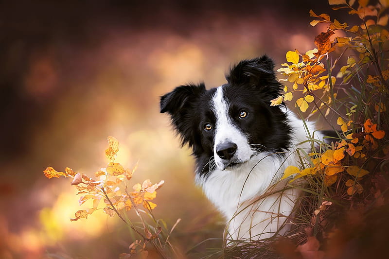 Border Collie, autumn, orange, caine, black, yellow, animal, leaf, white, dog, HD wallpaper