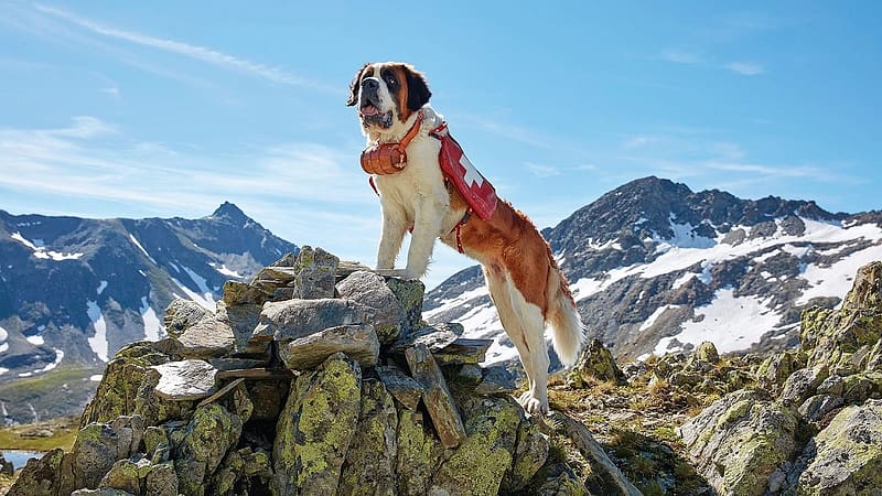 The Swiss Hero....The Saint Bernard, on a rock, copy of swiss flag on the back, dog, mountains, HD wallpaper