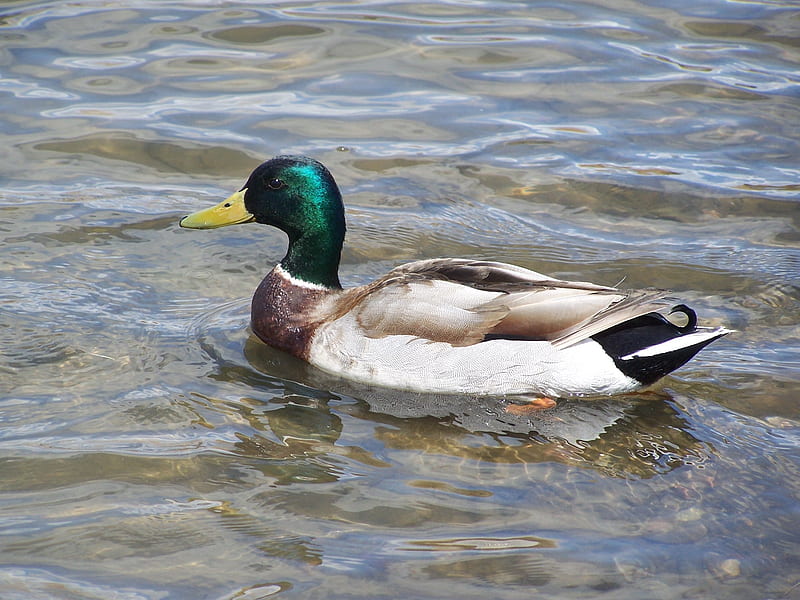 Mobile wallpaper Birds Bird Animal Duck Mallard 496098 download the  picture for free