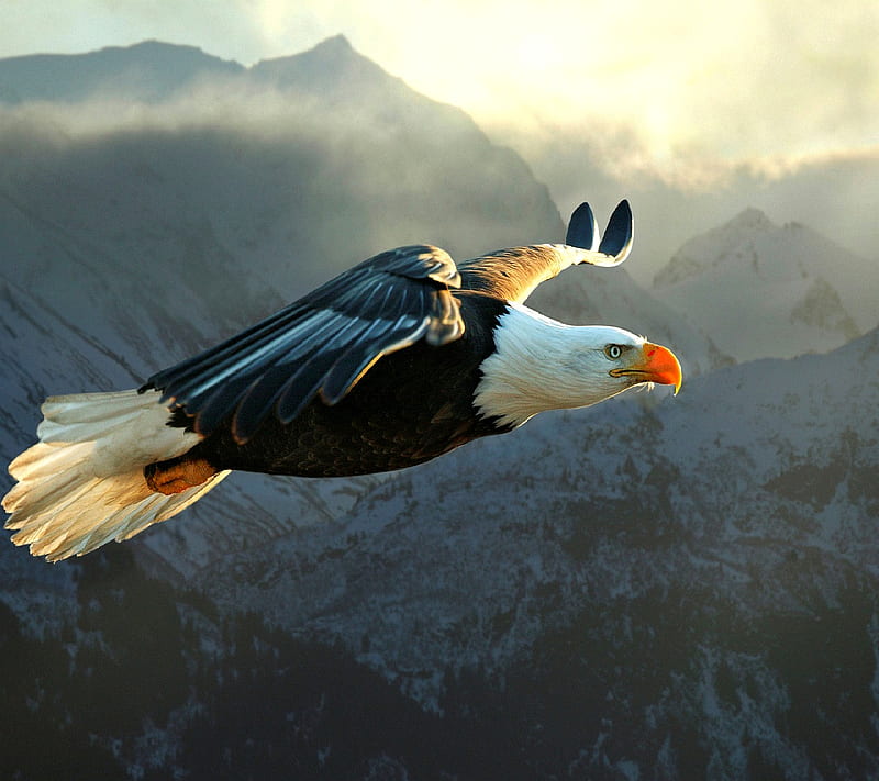 Águila, -, Fondo de pantalla HD | Peakpx