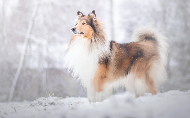 collie, big fluffy dog, winter, snow, cute animals, dogs, pets, white brown dog, HD wallpaper