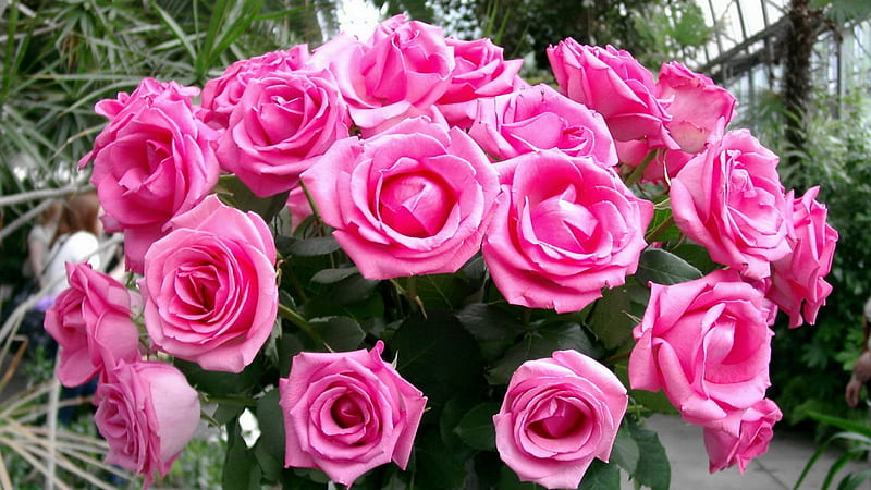 Pink Roses, bouquet, flowers, nature, roses, delicate, pink, HD ...