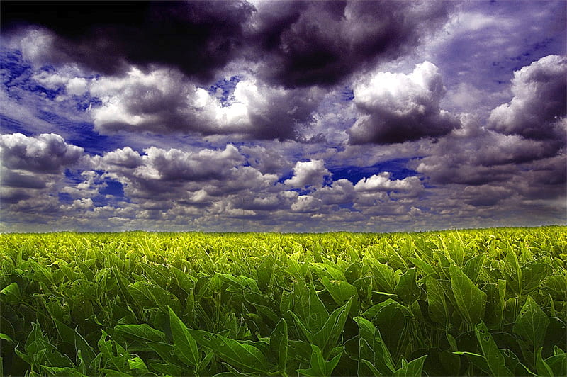 Fields-of-Soy, bonito, clouds, HD wallpaper