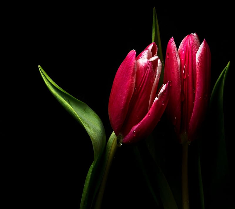 Tulips, bonito, cool, flower, leaf, lovely, nature, nice, pretty, HD wallpaper