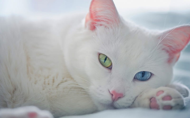 NAME IS SNOWBALL, BLUE, GORGEOUS, GREEN, EYES, COLOR, BEAUTIFUL, HD wallpaper