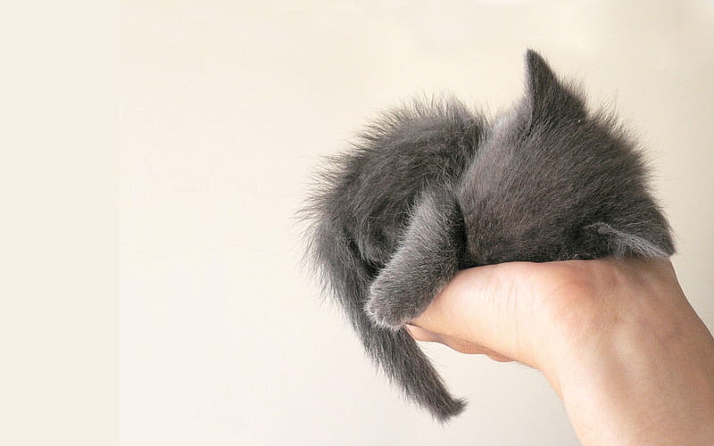 British Shorthair, kitten in hand, domestic cat, pets, cats, sleeping kitten, cute animals, gray cat, kitten, British Shorthair Cat, HD wallpaper