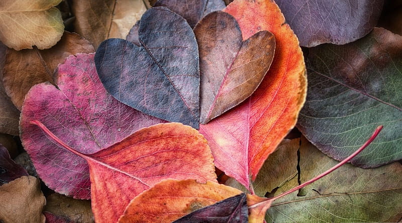 Fall in love , leaf, fall, colorful, autumn, abstract, softness, graphy, leaves, heart nature, colours, pastel, HD wallpaper
