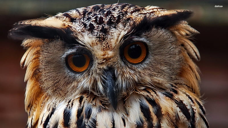 long eared owl, owl, bird, eared, long, HD wallpaper