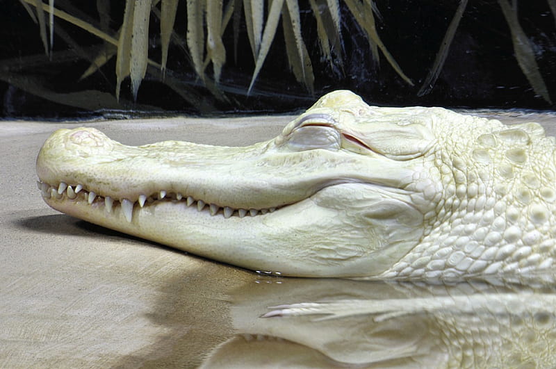 Albino Alligator, loud, outrage, astonishing, tired, incredible, outrageous, prodigious, peachy, blowing, caution, God, best, top, untamed, uncommon, super, ferocious, astounding, quiet, alligator, exhausted, predator, tops, spectacular, white, untame, office, extravagant, impressive, breathtaking, superb, immense, inconceivable, color, grand, regard, albino, first class, spectacle, marvelous, striking, sleeping, unreal, admiration, nature, scales, primo, 1st, marvel, breathe, Create, dramatic, rad, greatest, Creator, stupendous, aces, tame, extra, scary, legend, doozie, teeth, a-ok, reptile, rest, out-of-this-world, astonishment, remarkable, respect, pooped, legendary, impress, cool, waiting, awesome, great, 10, turn, groovy, arizona, breath, hungry, a-1, wonder, unbelievable astonish, wild, river, out-of-sight, dream, sharp, tamed, top drawer, ten turn-on, terrific, 1st class, wonderment, fantastic, desenho, colors, lake, phenomenal, on, fictitious, physical, fab, Creation, first, feral, earth, mind blowing, natural, mind, admire, HD wallpaper