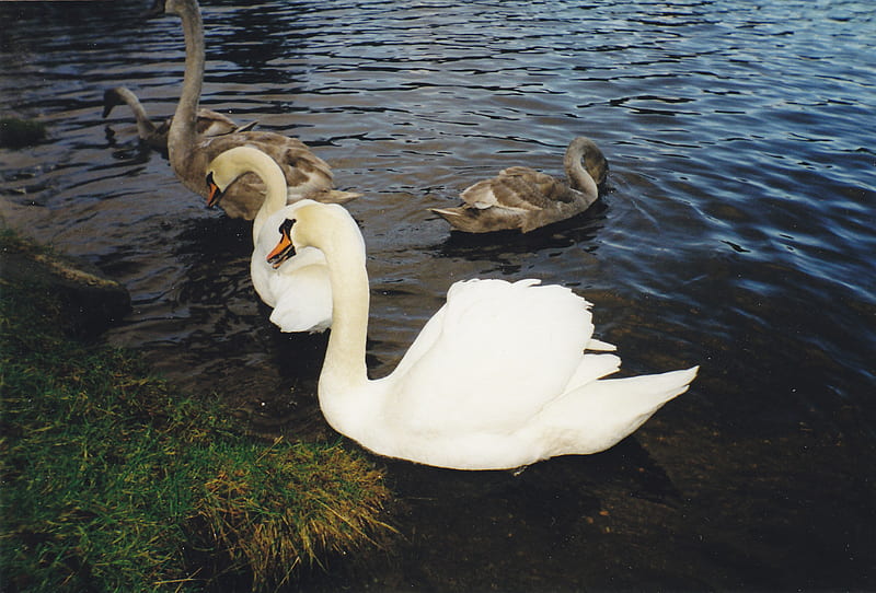 Swan Family, water, birds, loch ness, cygnets, swans, graceful, HD wallpaper
