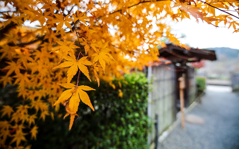 Japan autumn wooden house maple leaf graphy, HD wallpaper