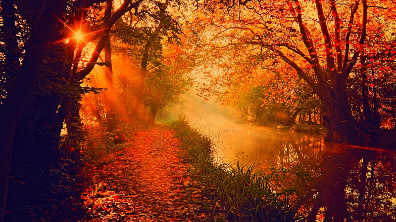 Autumn, forest, fall, sun, woods, leaves, rays, sunsset, autumn splendor, nature, river, sunrise, HD wallpaper