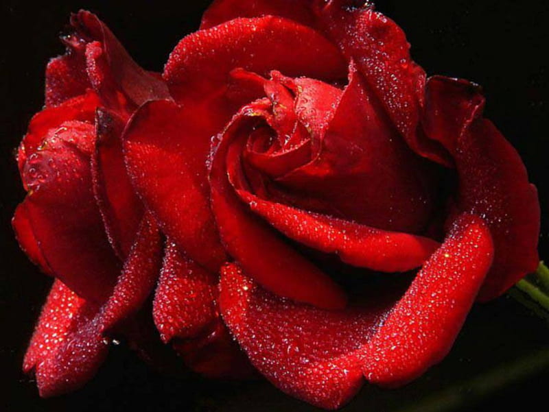 ***Red Roses***, wet, close-up, flowers, nature, dark background, roses, HD wallpaper
