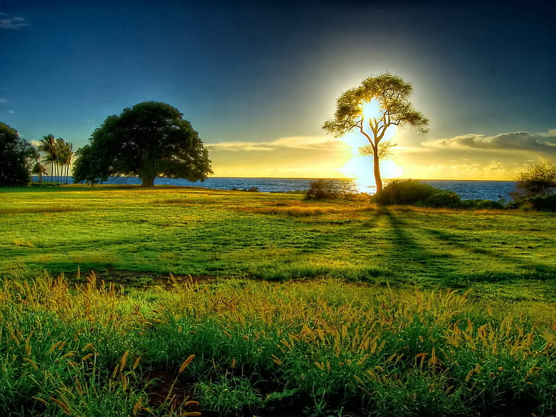 Beautiful Sunrise, green, sunrise, nature, trees, sky, field, HD wallpaper  | Peakpx