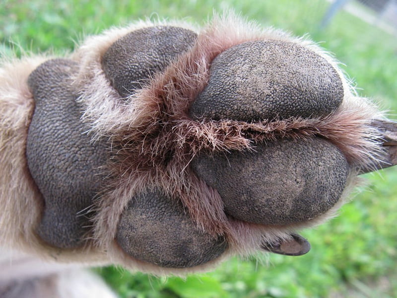wolf paw, insnow friendship, quotes, pack, dog, wisdom beautiful, lobo, arctic, black, abstract, winter, timber, snow, wolf , wolfrunning, wolf, white, lone wolf, howling, wild animal black, howl, canine, wolf pack, solitude, gris, the pack, mythical, majestic, spirit, canis lupus, grey wolf, nature, wolves, HD wallpaper