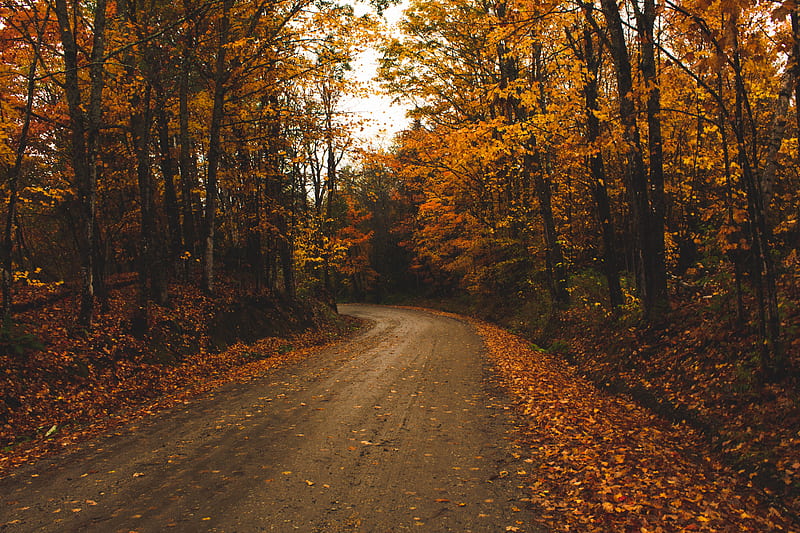 alley, trees, road, autumn, leaves, HD wallpaper