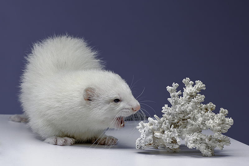 WHITE FERRET AND WHITE CORAL, pet, wildlife, coral, white, rodent, animal, ferret, HD wallpaper