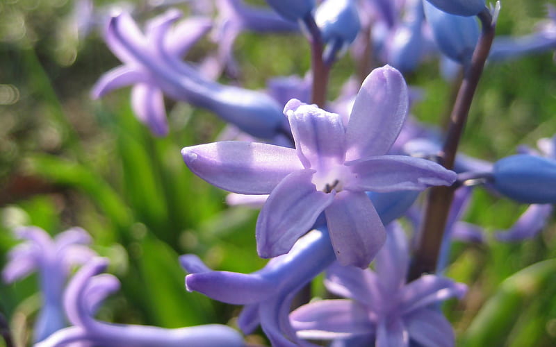hyacinth-Blooming flower, HD wallpaper