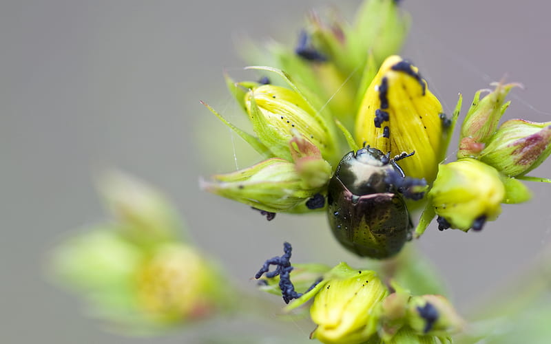 The Flower and the Beetle, flower, nature, beetle, buds, HD wallpaper The Flower and the Beetle, flower, nature, beetle, buds, HD wallpaper