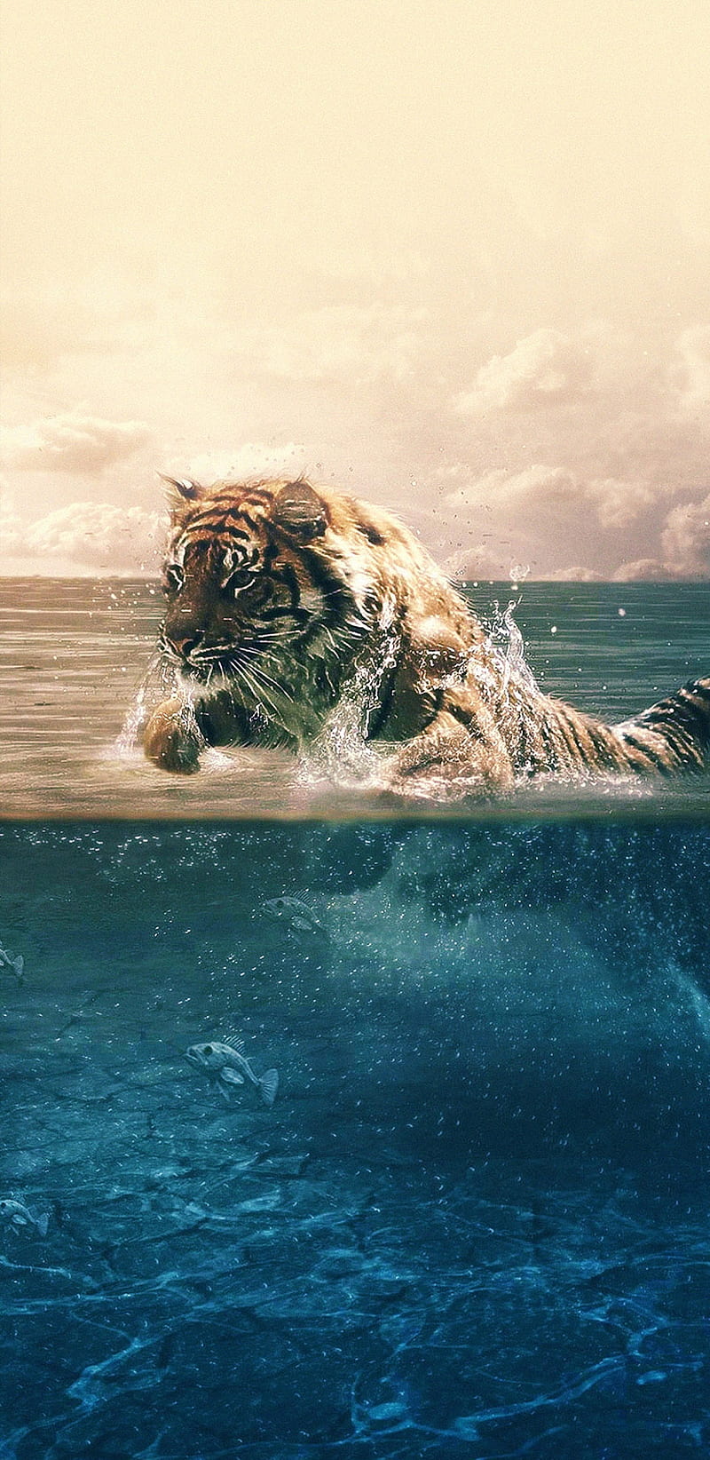 Tiger, 4d, nature, HD phone wallpaper | Peakpx