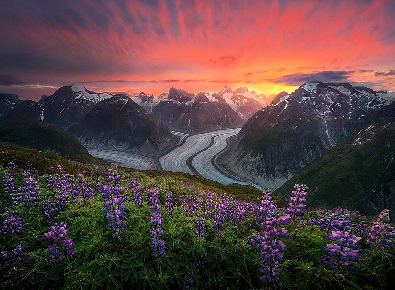 Garden of the Rising Sun, Coast Mountains, Alaska, sun, sky, landscape, flowers, colors, road, HD wallpaper