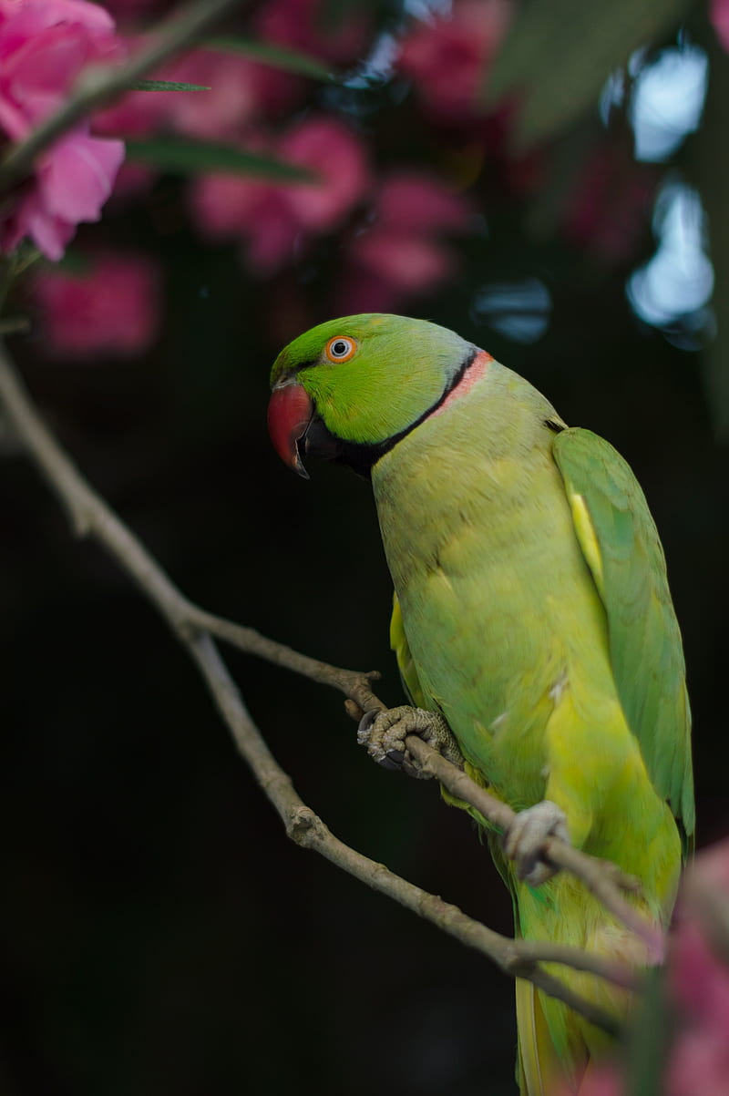 necklace parrot, parrot, bird, green, HD phone wallpaper
