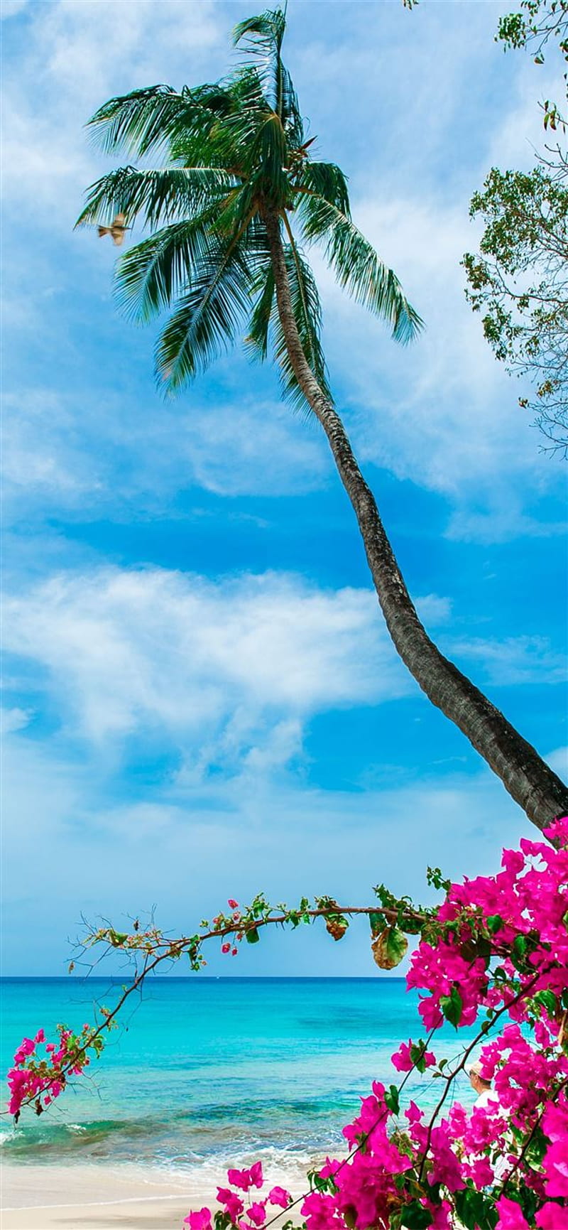 Bạn đang tìm kiếm hình nền đẹp cho màn hình iPhone của mình? Hãy khám phá bộ sưu tập hình nền biển Barbados với cát trắng, nước biển trong xanh và những bãi biển đẹp nhất thế giới. Hãy cho mình bờ biển Barbados này trên màn hình điện thoại bạn, để tận hưởng cảm giác thoải mái, thư giãn, và tâm hồn khám phá. 