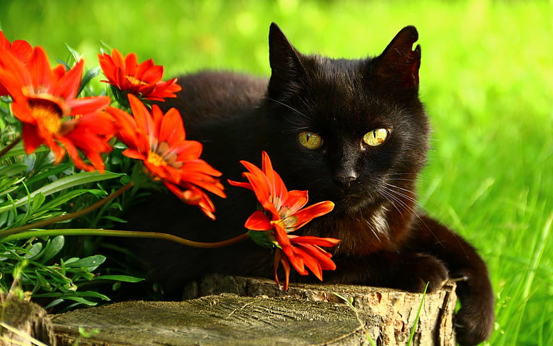 Black cat, red, green, flower, animal, pisica, HD wallpaper | Peakpx