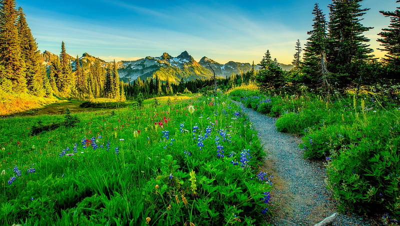 Mountain path, hills, pretty, lovely, bonito, trees, sky, freshness ...