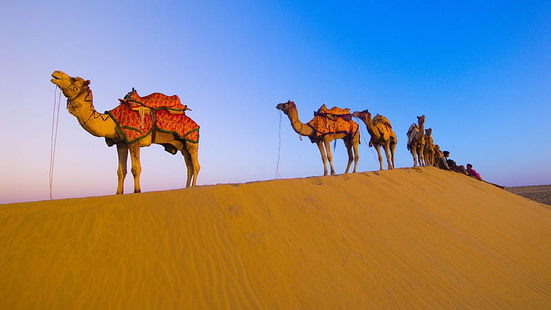 midday break in the desert, riders, desert, camels, dunes, HD wallpaper