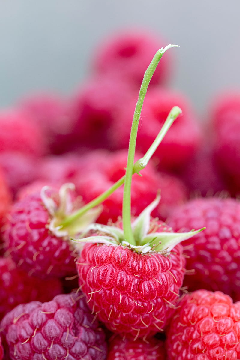 raspberry, berries, ripe, juicy, close-up, HD phone wallpaper
