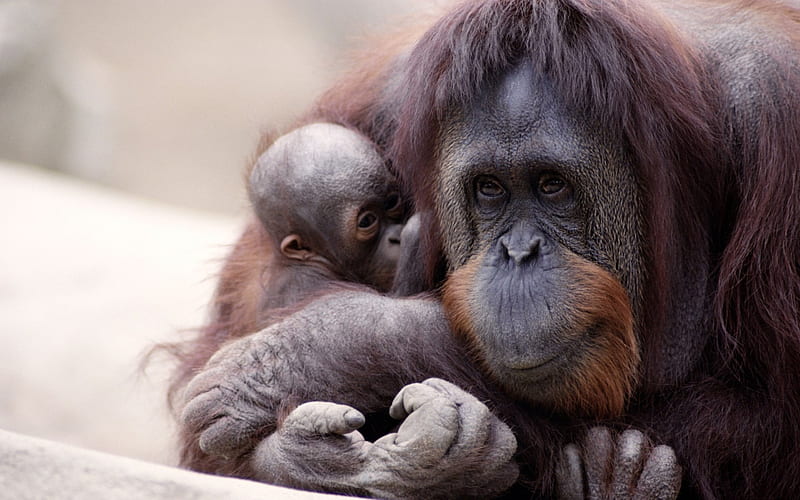 Monkey - orangutan, orangutan, small, Monkey, animals, HD wallpaper