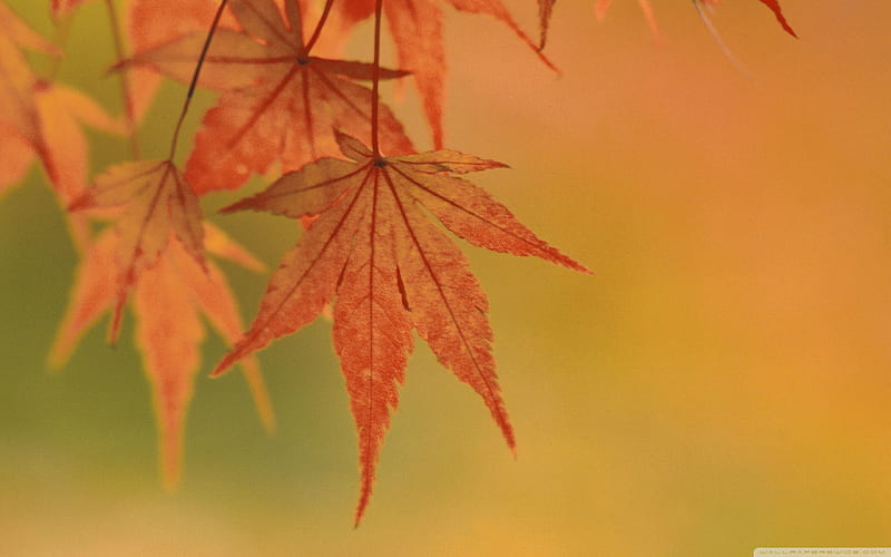 japanese maple leaves fall colors-Autumn Landscape, HD wallpaper