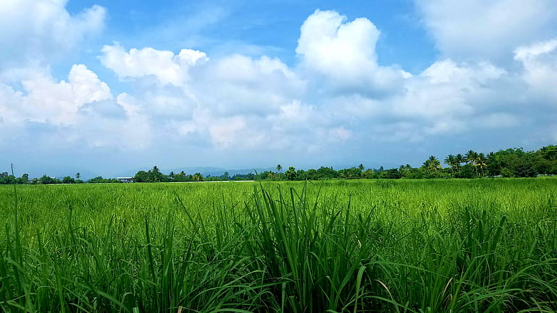 Sugarcane fields, el salvador, green, landscape, meadow, nature, tropical, valley, HD wallpaper