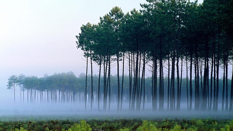 Tall tree forest forest, 1366x768, mist, HD wallpaper