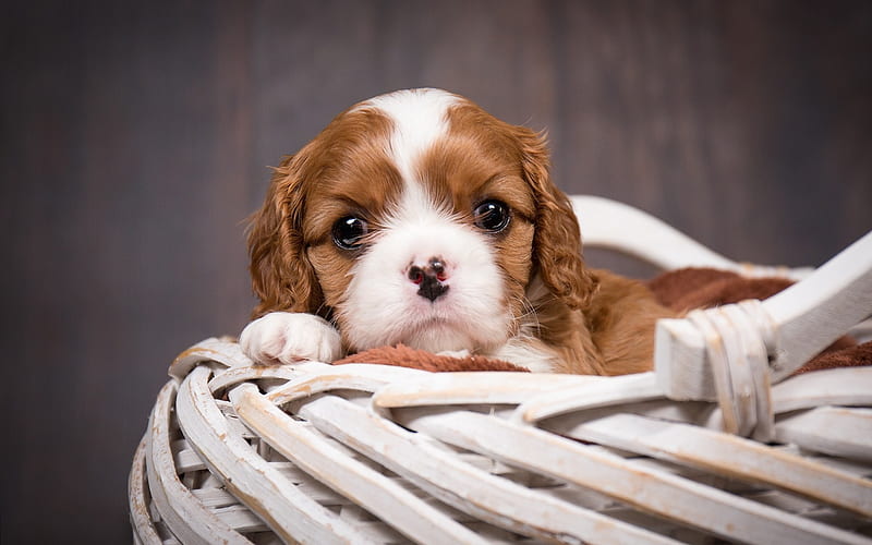 Cavalier King Charles Spaniel, little cute puppy, wooden basket, cute little animals, pets, dogs, HD wallpaper