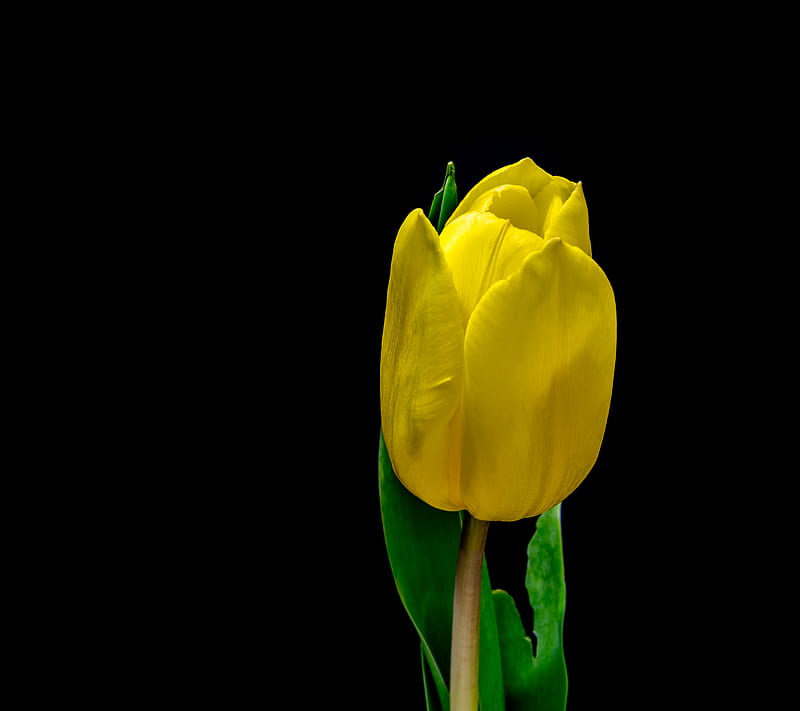 Yellow, black, flower, trees, white, HD wallpaper | Peakpx