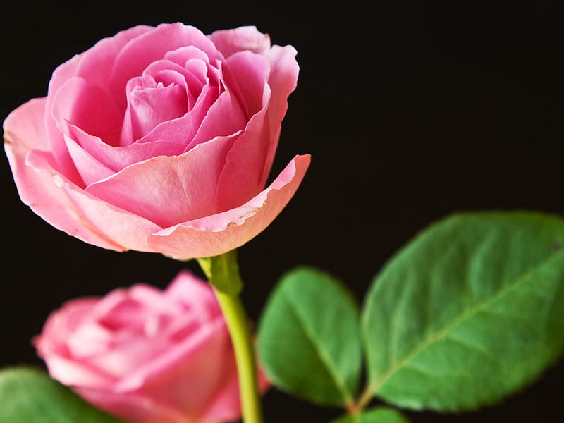 best pink roses-Flowers macro graphy, HD wallpaper