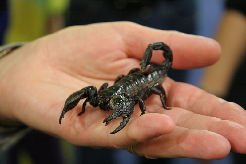 Real Scorpion, black, animals, real, scorpion, HD wallpaper