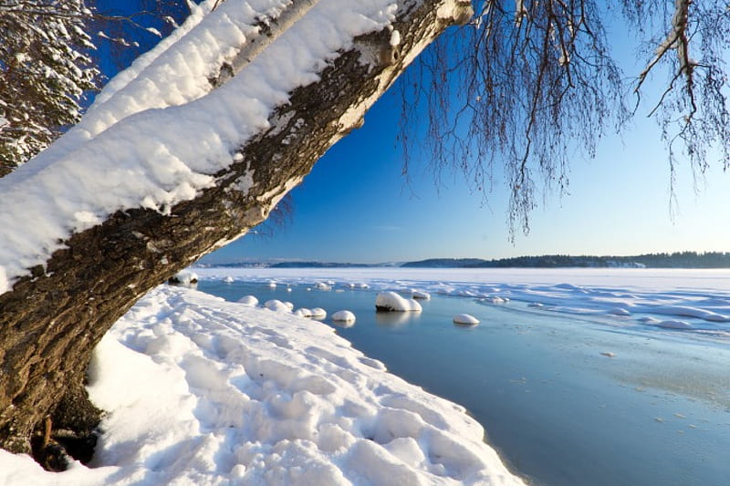 Winter Tree Snow Nature River Snowy Winter Hd Wallpaper Peakpx