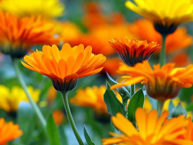 Calendula flower, calendula, orange, close-up, garden, flower, yellow, bonito, HD wallpaper