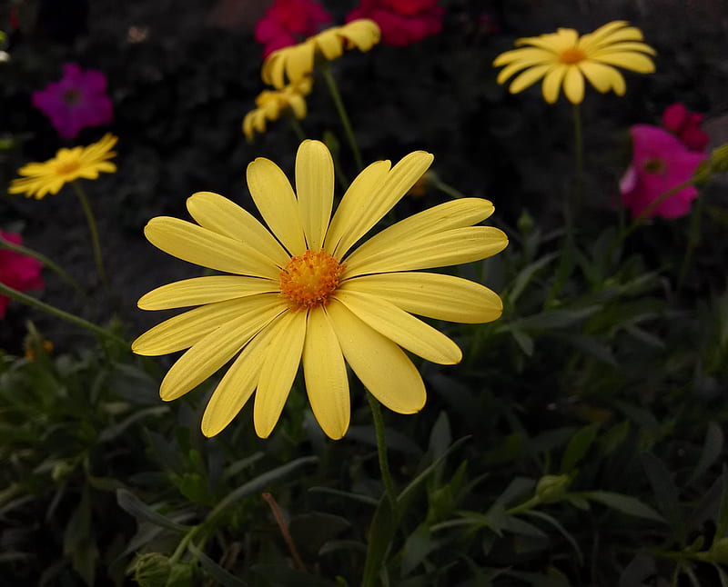 Page 2 | HD yellow daisy wallpapers | Peakpx