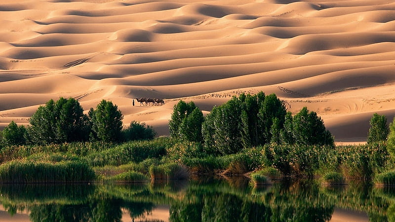 desert oasis wallpaper hd