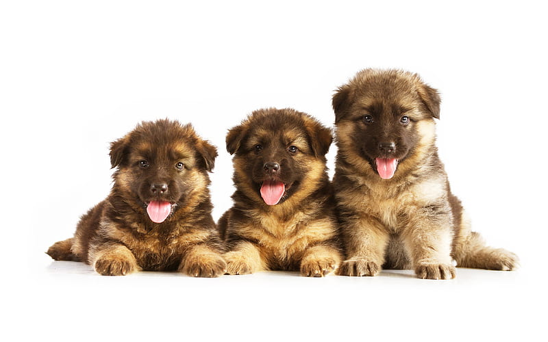 German Shepherd puppies trio, small dogs, cute animals, pets, HD wallpaper