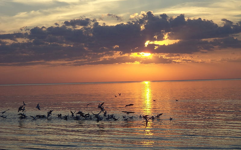 Sunset in Latvia, sunset, sea, Baltic, Latvia, clouds, gulls, HD wallpaper