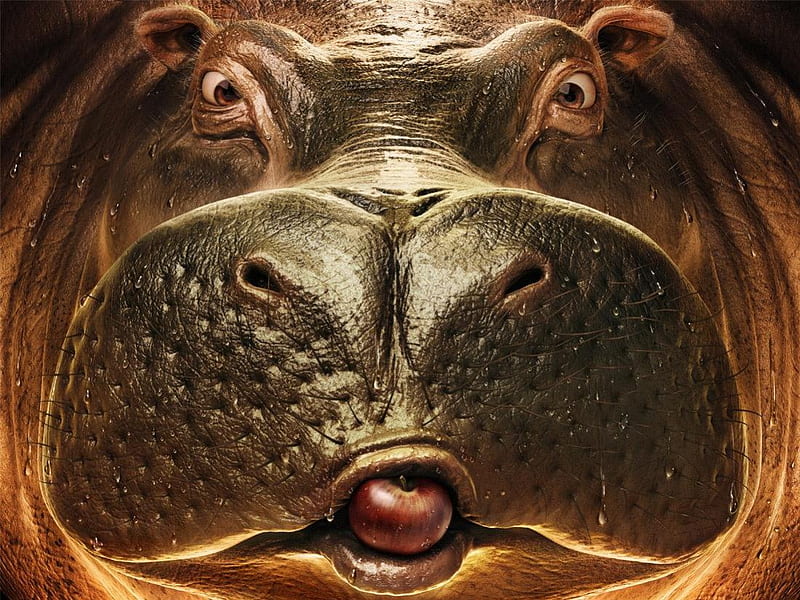 Cool hippo, hippo, lol, fun, funny, eyes, tongue, HD wallpaper