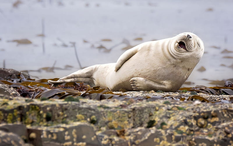 Laughing Seal, Ground, Animals, Water, White, Funny, Laughing, HD wallpaper