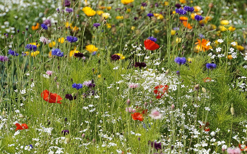 Meadow Flowers, summer, flowers, wild, meadow, HD wallpaper