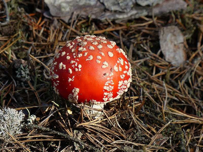 Fly agarlic, forest, fly agaric, red, autumn, nature, grass, HD wallpaper
